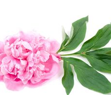 Piwonia chińska – właściwości lecznicze, działanie i zastosowanie