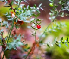 Ruszczyk kolczasty – właściwości. Ruszczyk na ból nóg, pajączki, cellulit