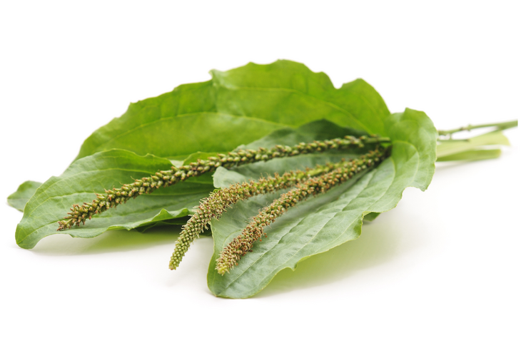 Babka jajowata bywa porównywana do naturalnego probiotyku. Ma dobroczynne działanie na układ pokarmowy, wspomaga pracę jelit i prawidłowe wypróżnianie się. / Fot. Adobe Stock