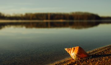 Nowy lek na cukrzycę – jad ślimaka