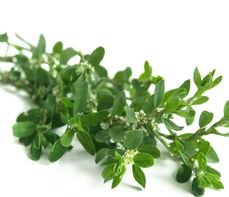 Rdest ptasi – właściwości lecznicze, działanie i zastosowanie