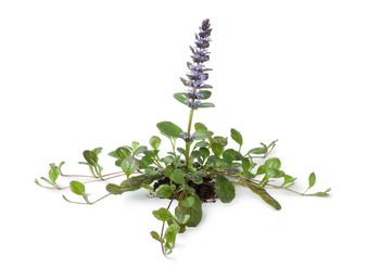 Dąbrówka rozłogowa wykazuje właściwości napotne, przeciwgorączkowe, antybakteryjne i przeciwzapalne / Fot. Adobe Stock