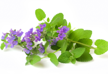 Kocimiętka roślina uwielbiana przez koty, ale również stanowi źródło cennych związków o leczniczym działaniu, z których może czerpać korzyści również człowieka. Fot. Adobe Stock.