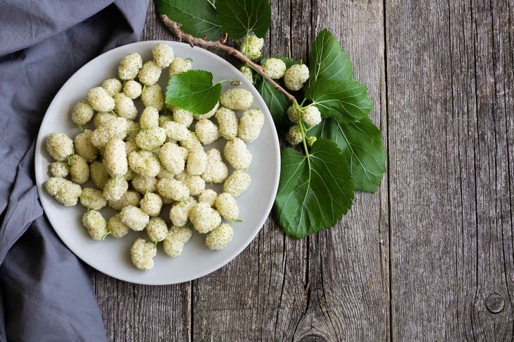 morwa biała, talerz