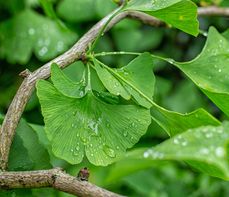 Miłorząb japoński (Ginkgo biloba) – wachlarz właściwości zdrowotnych