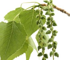 Topola czarna – właściwości lecznicze, działanie i zastosowanie