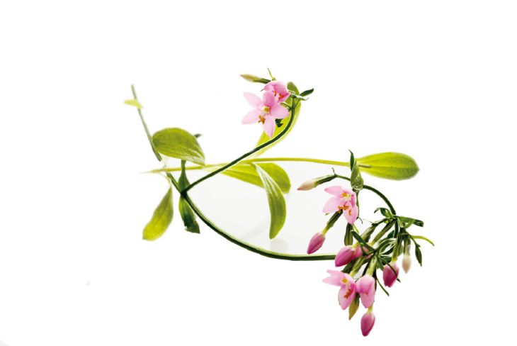 Centuria pospolita działa przeciwzapalnie, przeciwbólowo, wspomaga pracę żołądka i całego układu trawiennego. / Fot. Adobe Stock