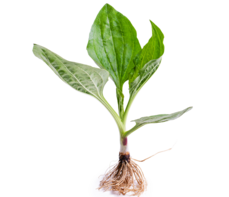 Babka zwyczajna – właściwości lecznicze, działanie i zastosowanie. Czy pomaga na rzucenie palenia?